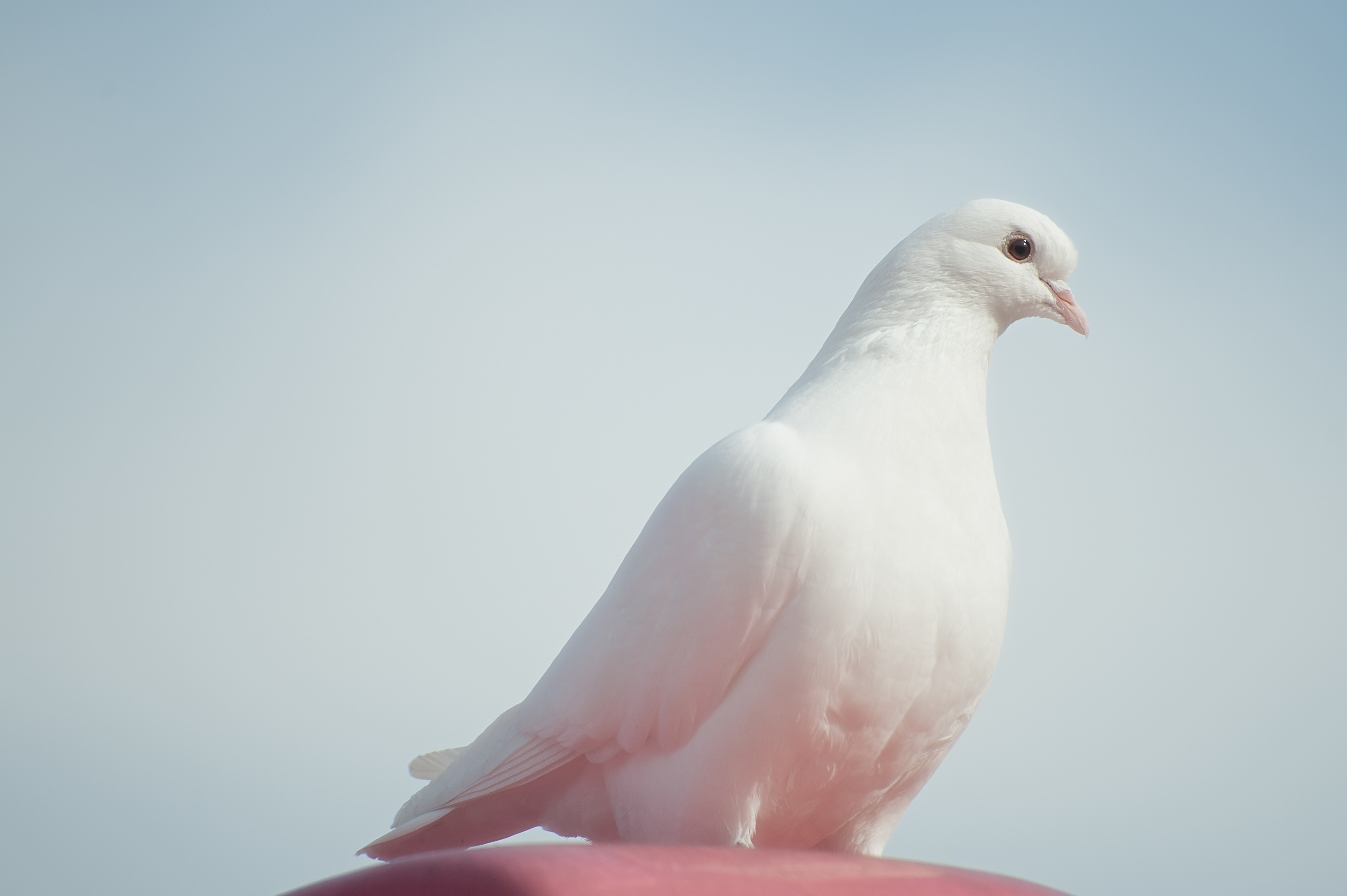 The Holy Spirit is as a dove